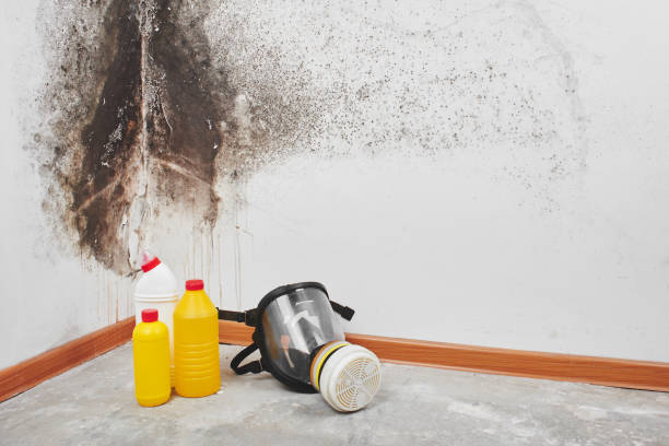 Best Home Mold Removal  in Union Point, GA