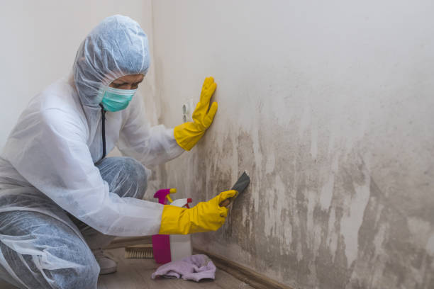 Best Attic Mold Removal  in Union Point, GA