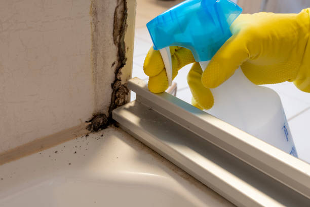 Best Certified Mold Removal  in Union Point, GA