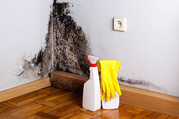 Best Professional Mold Removal  in Union Point, GA