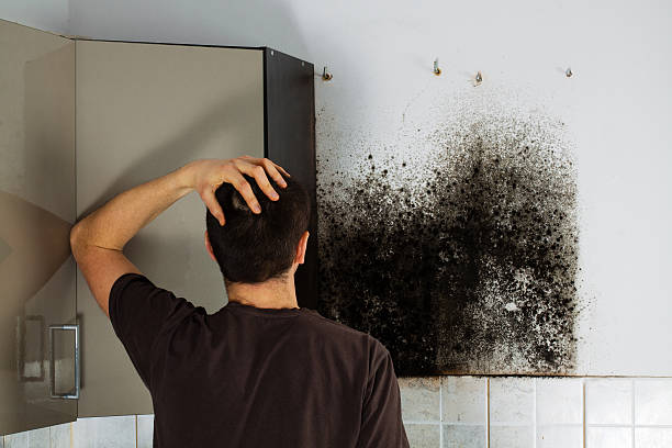 Best Emergency Mold Removal  in Union Point, GA