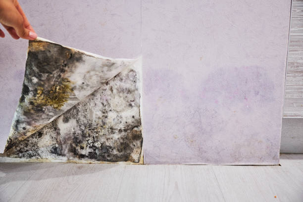 Best Attic Mold Removal  in Union Point, GA